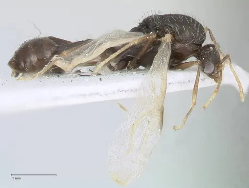 Tetramorium moravicum specimen FOCOL1857 image focol1857_4