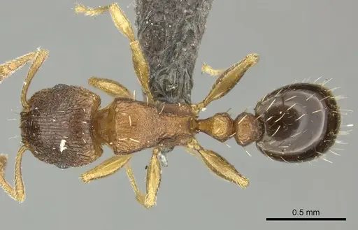 Tetramorium mossamedense specimen CASENT0249029 image casent0249029_1