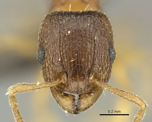 Tetramorium mossamedense specimen CASENT0249029 image casent0249029_2