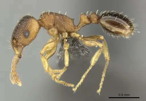Tetramorium mossamedense specimen CASENT0249029 image casent0249029_3