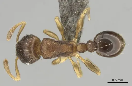 Tetramorium mossamedense specimen CASENT0253066 image casent0253066_1