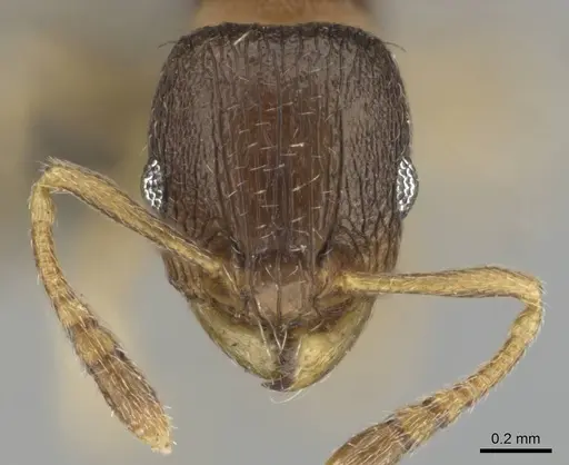 Tetramorium mossamedense specimen CASENT0253066 image casent0253066_2