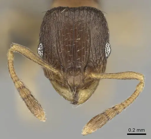 Tetramorium mossamedense specimen CASENT0253066 image casent0253066_3