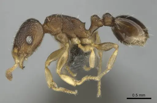 Tetramorium mossamedense specimen CASENT0253066 image casent0253066_4