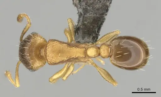 Tetramorium mossamedense specimen CASENT0253081 image casent0253081_1