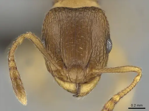 Tetramorium mossamedense specimen CASENT0253081 image casent0253081_2