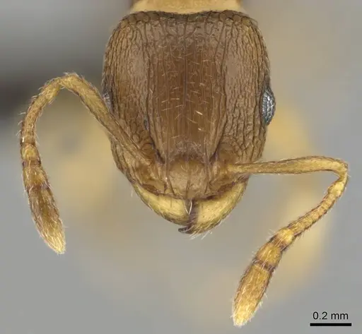 Tetramorium mossamedense specimen CASENT0253081 image casent0253081_3