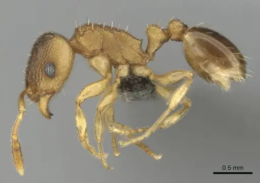 Tetramorium mossamedense specimen CASENT0253081 image casent0253081_4
