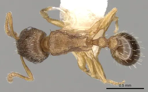 Tetramorium mossamedense specimen CASENT0280863 image casent0280863_1