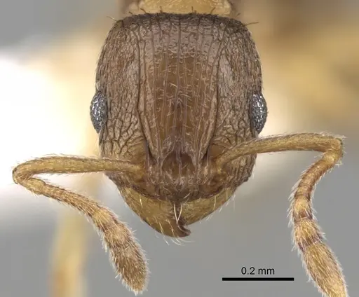Tetramorium mossamedense specimen CASENT0280863 image casent0280863_2