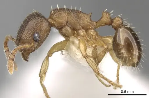 Tetramorium mossamedense specimen CASENT0280863 image casent0280863_3