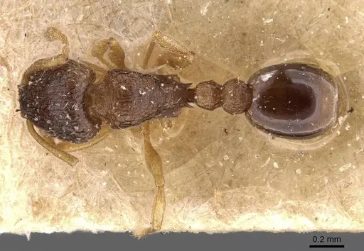 Tetramorium mossamedense specimen CASENT0909149 image casent0909149_1