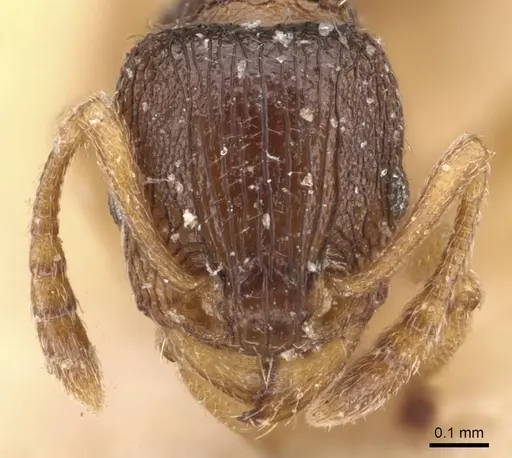 Tetramorium mossamedense specimen CASENT0909149 image casent0909149_2