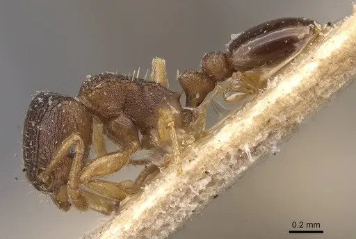 Tetramorium mossamedense specimen CASENT0909149 image casent0909149_3