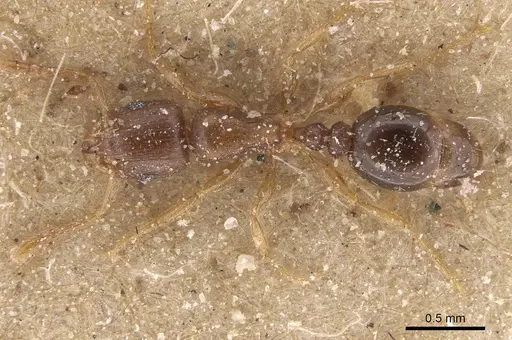 Tetramorium mossamedense specimen CASENT0915032 image casent0915032_1