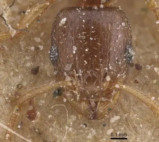 Tetramorium mossamedense specimen CASENT0915032 image casent0915032_2