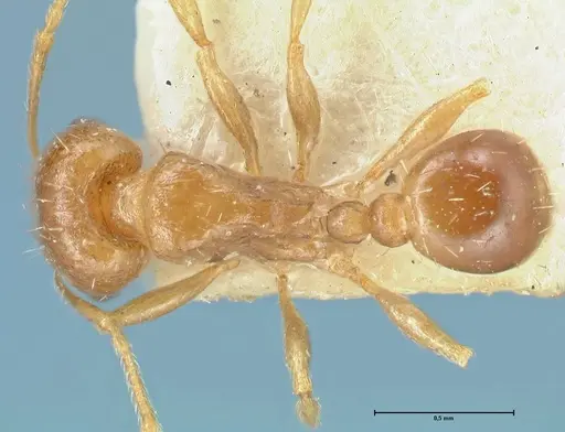 Tetramorium mossamedense specimen FOCOL2071 image focol2071_1