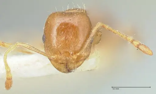 Tetramorium mossamedense specimen FOCOL2071 image focol2071_2