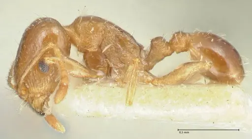 Tetramorium mossamedense specimen FOCOL2071 image focol2071_3