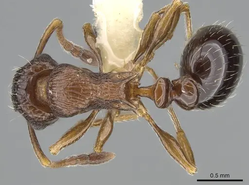 Tetramorium mpala specimen CASENT0247445 image casent0247445_1
