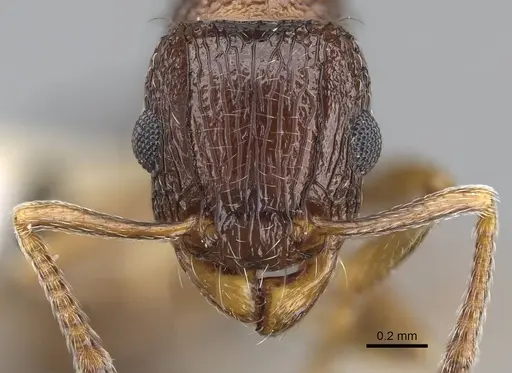 Tetramorium mpala specimen CASENT0247445 image casent0247445_2