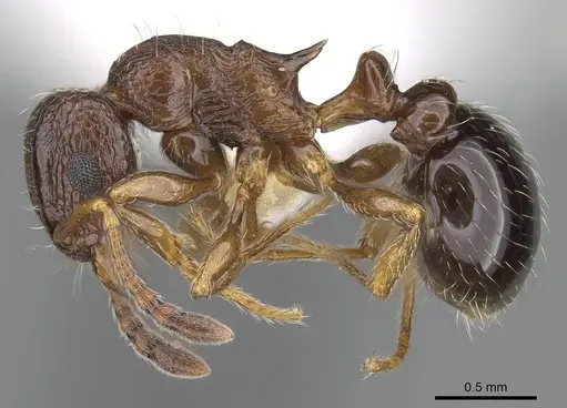 Tetramorium mpala specimen CASENT0247445 image casent0247445_3