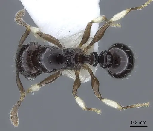 Tetramorium muralti specimen CASENT0217063 image casent0217063_1
