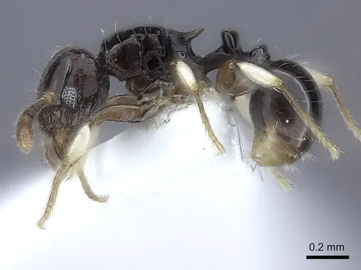 Tetramorium muralti specimen CASENT0217063 image casent0217063_3