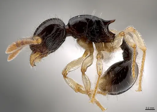 Tetramorium muralti specimen CASENT0411734 image casent0411734_1