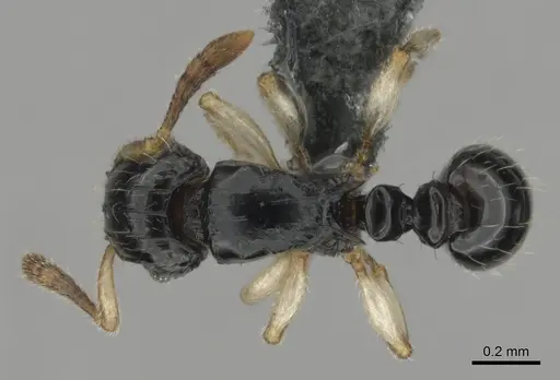Tetramorium muralti specimen CASENT0815845 image casent0815845_1
