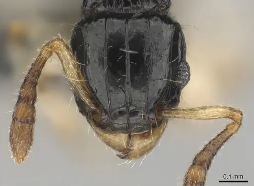 Tetramorium muralti specimen CASENT0815845 image casent0815845_2