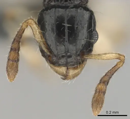 Tetramorium muralti specimen CASENT0815845 image casent0815845_3