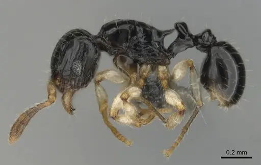 Tetramorium muralti specimen CASENT0815845 image casent0815845_4