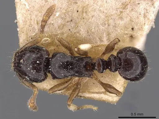 Tetramorium muralti specimen CASENT0909184 image casent0909184_1