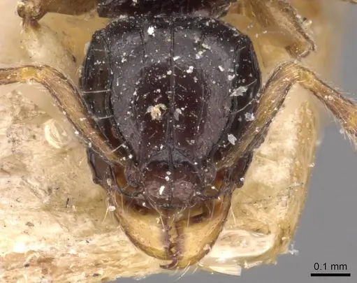 Tetramorium muralti specimen CASENT0909184 image casent0909184_2