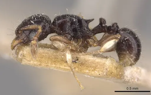 Tetramorium muralti specimen CASENT0909184 image casent0909184_3