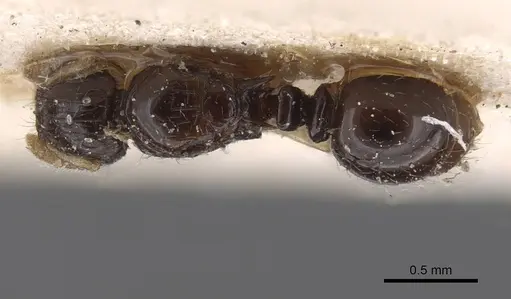 Tetramorium muralti specimen CASENT0915033 image casent0915033_1