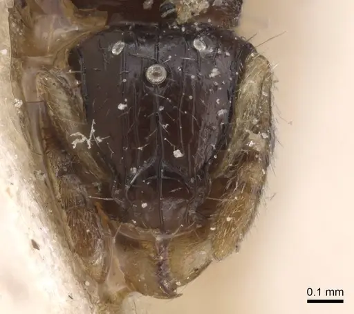 Tetramorium muralti specimen CASENT0915033 image casent0915033_2