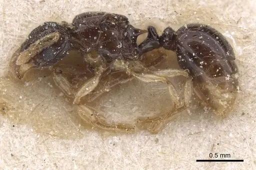 Tetramorium muralti specimen CASENT0915033 image casent0915033_3