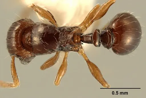 Tetramorium muralti specimen ZFMKHYM20096125 image zfmkhym20096125_1