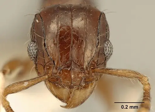 Tetramorium muralti specimen ZFMKHYM20096125 image zfmkhym20096125_2