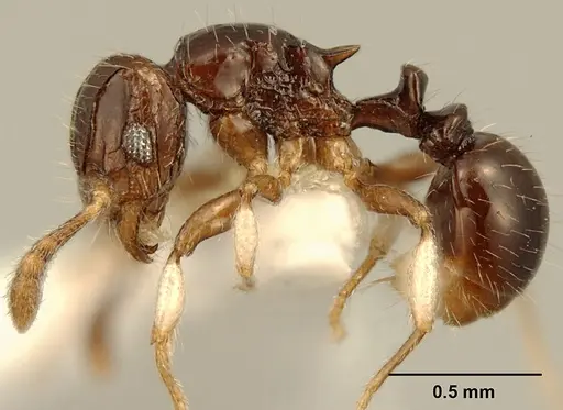 Tetramorium muralti specimen ZFMKHYM20096125 image zfmkhym20096125_3