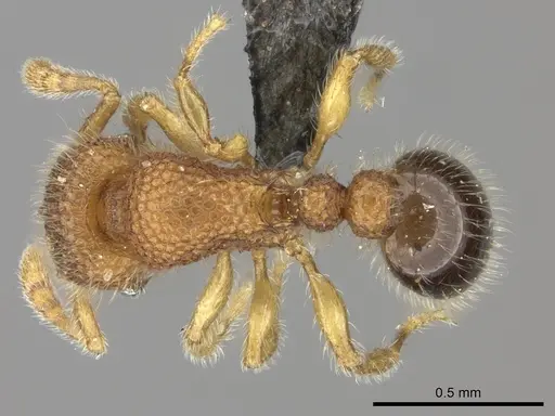Tetramorium muscorum specimen CASENT0235783 image casent0235783_1