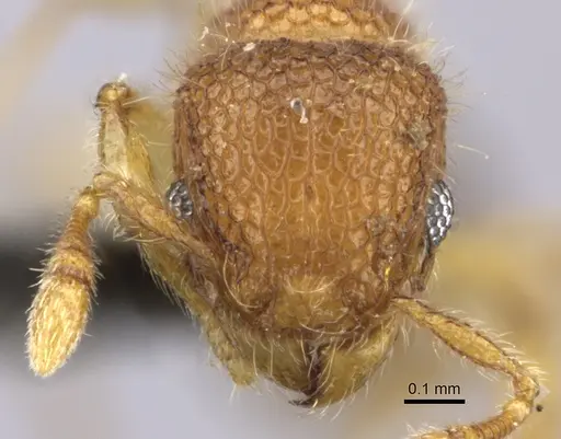 Tetramorium muscorum specimen CASENT0235783 image casent0235783_2