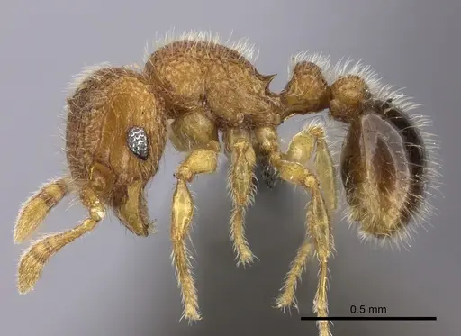 Tetramorium muscorum specimen CASENT0235783 image casent0235783_3