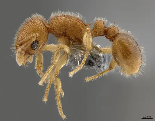 Tetramorium muscorum specimen CASENT0781930 image casent0781930_1