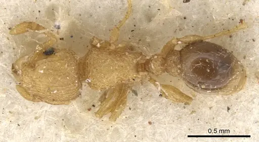 Tetramorium muscorum specimen CASENT0901145 image casent0901145_1
