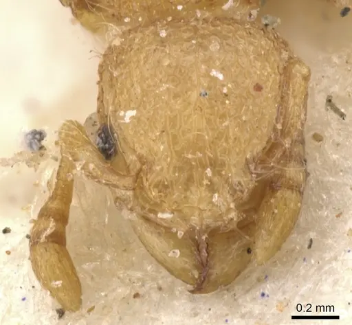 Tetramorium muscorum specimen CASENT0901145 image casent0901145_2