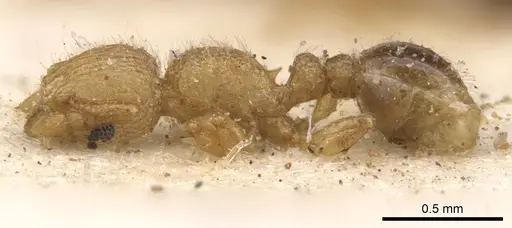 Tetramorium muscorum specimen CASENT0901145 image casent0901145_3