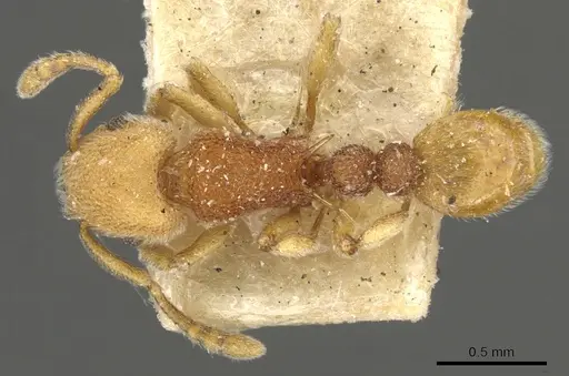 Tetramorium mutatum specimen CASENT0901067 image casent0901067_1